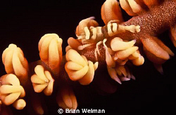 Whip Shrimp
Shot with Nikon F90X and 105mm Macro lens wi... by Brian Welman 